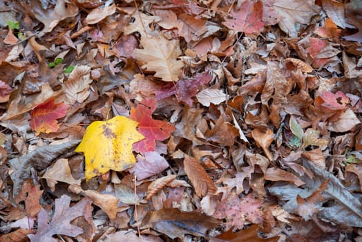 Red, yellow and brown leaves cover the forest floor with textures and shapes in theis nature background image with no people and copy space. Natural sunlight. Exccellent fall colors and concept.
