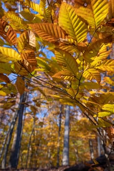 The beautiful yellow and orange leaves all have damage and scars. Selective focus on foreground leaves with autumn woodland blurred background with copy space and no people, shot in natural golden hour sunlight