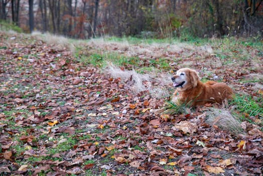 Happy Golden Retriever rests in idyllic autumn landscape scene with fall foliage on the ground and woodland background. Natural light, no people, with copy space.