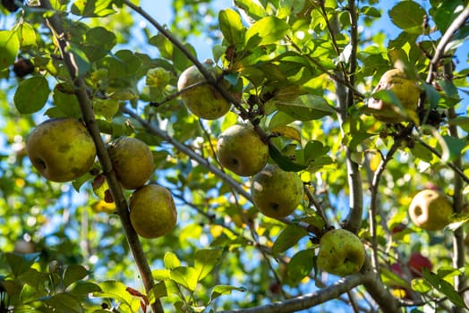 Beautiful color and texture low angle nature background shot in natural light up through the branches of an organic apple tree with blue sky and dappled light, selective focus with copy space and no people.