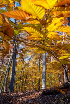 Focus on the autumn woodland background through blurred foreground bright yellow fall leaves with brown leaves covering the forest floor and blue sky.