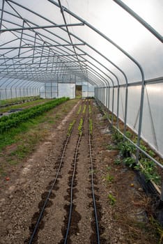 water from the irrigation lines in organic garden greenhouse is visible in soil and young seedlings sprout around them with larger green leafy vegetables in middle rows and open greenhouse door in background. Vertical image of garden and steel construction, no people with copy space.