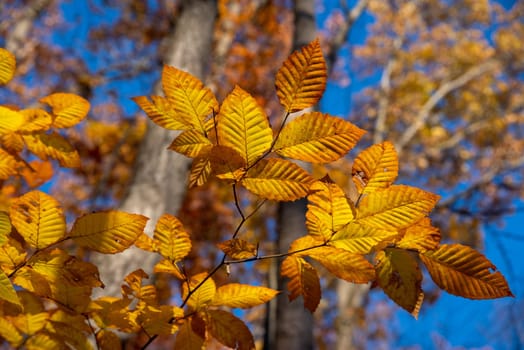 Golden hour sunlight on bright yellow and orange leaves. Selective focus on foreground leaves with defocused trees and autumn foliage bckground with bright blue sky.