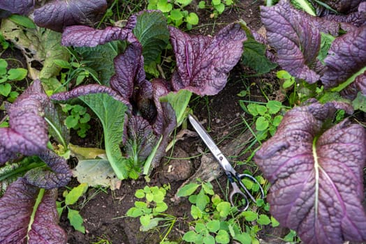A bunch of fresh cut red mustard greens is on the ground in the middle of teh vegetable garden beside a pair of old scissors. Leaves have fantastic color and texture, great healthy food image in natural light with no people and copy space.