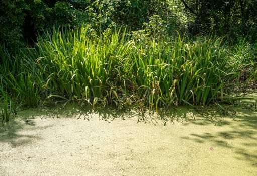 Bright sun on tall grasses casts dark shadows on green algae covered water surface of a woodland pond. Natural light with no people and copy space.