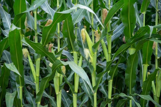 Beautiful pale green ears of ripening corn on tall dark green stalks in agricultural nature food staple background. Corn has visible tufts of silk and leaf texture. No people, in natural light.