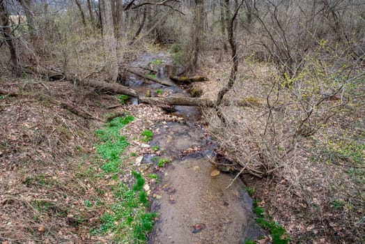 Beautiful nature background landscape scene of flowing stream with new green plants budding on the banks and fallen trees. Natural light with copy space, no people.