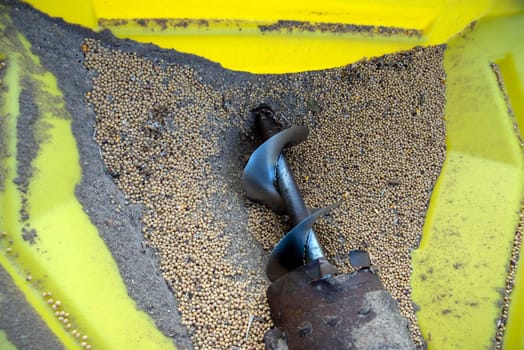 Conveyor end rests in a yellow plastic hopper with freshly harvested soybeans. No people, with copy space. High angle view closeup.