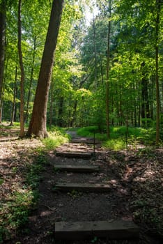 Vertical image of a path in the woods with steps leading into a tranquil green foliage nature scene.