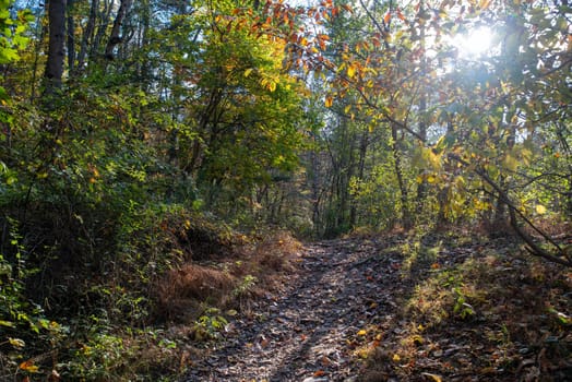Idyllic woodland scene with hiking trail, autumn leaves and tree roots. Sunlight streams in through branches and casts long shadows on the dirt path. No people with copy space, shot in golden hour sunlight.