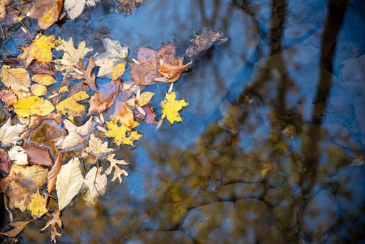 Yellow orange and brown leaves floating on the surface of a woodland stream reflecting the surrounding trees and blue sky with creekbed rocks visible beneath teh surface. Outdoor nature background in natural light with no people and copy space.