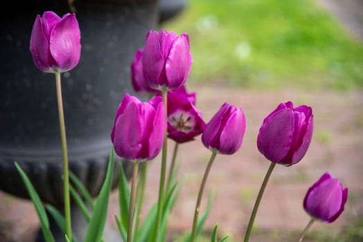 Beautiful soft petals of open tulips by a cemetery walkway and an elegant black stone urn. Natural light with copy space, and no people.