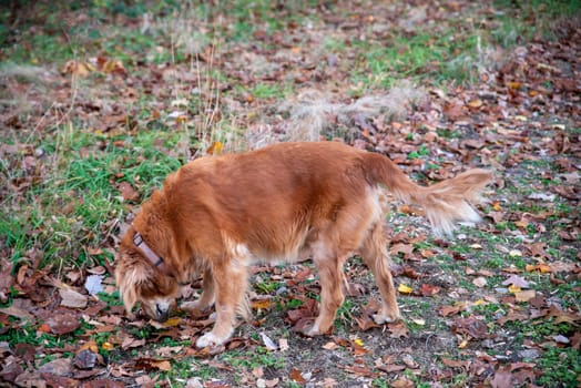 Golden Retriever with red hair sniffs the ground with tail raised. Colorful autumn leaves on the trail in a woodland nature scene. Natural light, no people, with copy space