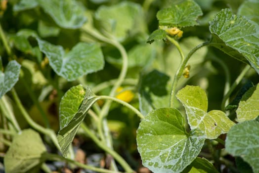 Yellow squash plant leaves, blossoms and defocused background fruits in an organic vegetable garden. Shot in golden hour sunlight with selective focus copy space and no people.