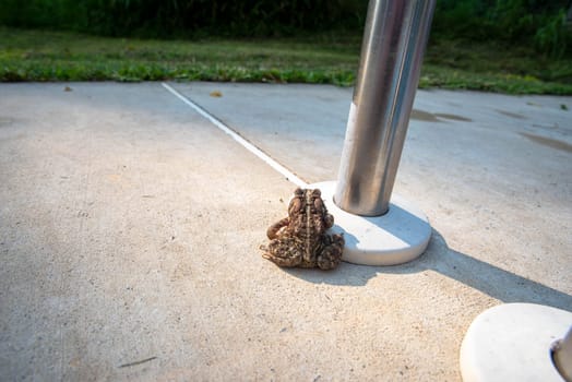 Beautiful skin colorations and texture on this adult Pennsylvania American Toad sitting on light colored cement with green grass beyond. Plenty of copy space, shot in natural light with no people.