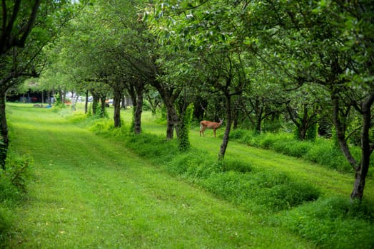 A white tailed deer grazes in the freshly mowed green grass lane of an apple orchard among rows of fruit trees. Natural light with copy space, no people