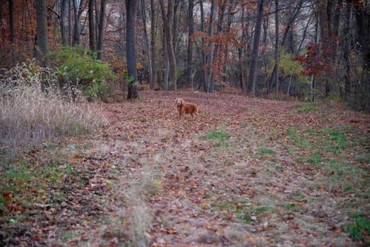 Golden retriever dog with red hair in a colorful nature scene serene autumn woods with Pennsylvania fall foliage and green grass with copy space.