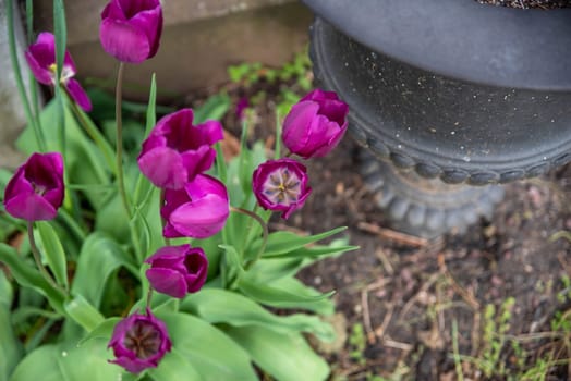 Elegant black stone urn in a cemetery with purple tulips. Flowers are open with soft fresh petals and green leaves. Shot in natural sunlight with copy space and no people.