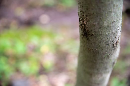 Woodland habitat with tree closeup and bokeh nature background striped fishing spider visible on tree trunk, natural light with copy space
