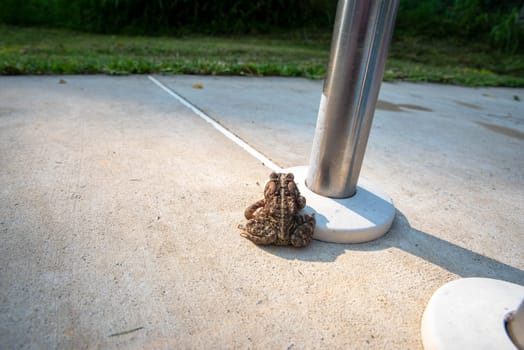 Beautiful skin colorations and texture on this adult Pennsylvania American Toad sitting on light colored cement with green grass beyond. Plenty of copy space, shot in natural light with no people.