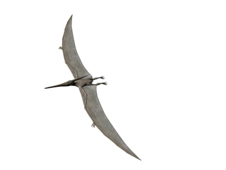 Pterodactyl or Pteranodon flying isolated over white