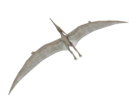 Pterodactyl or Pteranodon flying isolated over white