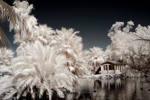 Mysterious and alien appearing palm tree tropical lagoon