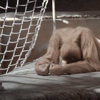 Very sad looking Orangatang lying on a platform