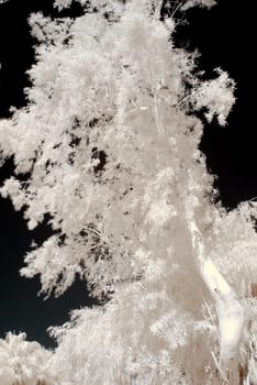 Color Infrared tree covering the entire frame
