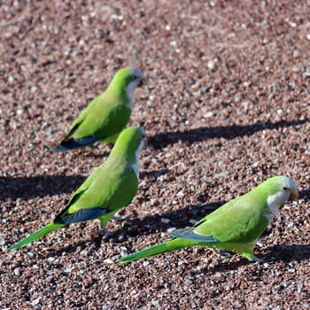 Mönchssittich (Myiopsitta monachus), Neozoon in Fuerteventura, Spanien, Jandia Playa