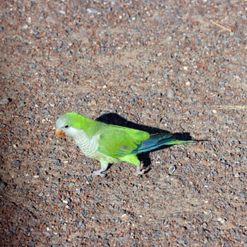 Mönchssittich (Myiopsitta monachus), Neozoon in Fuerteventura, Spanien, Jandia Playa