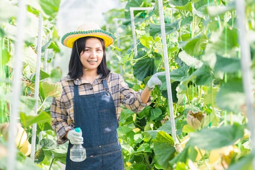 Young woman farmer spraying water with foggy squirt in the garden greenhouse planting, melon gardening farm, fruit gardening concept