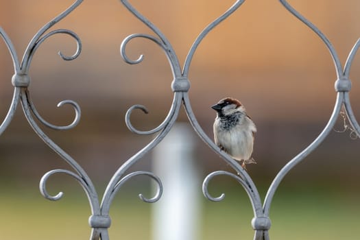 A sparrow sits on a metal door and looks to the side against a blurred background