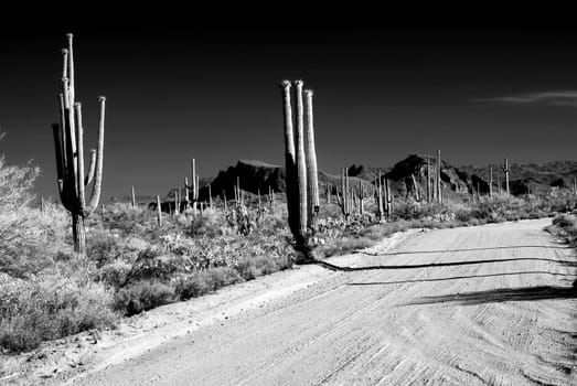 Infrared Early morning Sonora desert road with saguaro cactus
