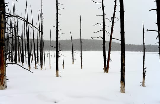 Fire damaged burnt trees on edge of snow field Yellowstone National Park