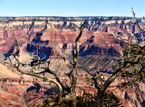 Early morning in the Grand Canyon Arizona and blue skies
