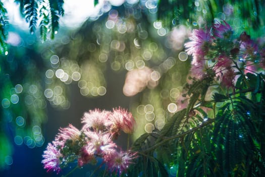 Albizia julibrissin or silk tree in blossom with pink flowers, bokeh