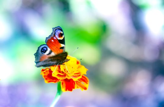 European peacock butterfly on tagete over purple background