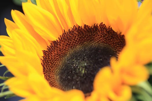 Sunflower