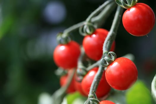 Cherry Tomatoes on the Ripe in Vegetable Garden