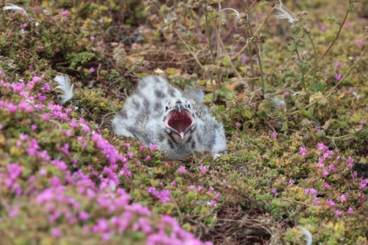 Western Gull Chick in California. USA