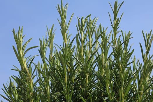 Fresh Rosemary in Herb Garden in Spring