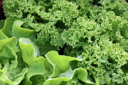 Fresh Butterhead Lettuce on the Field in Germany
