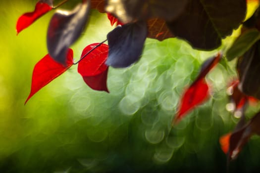Red leaves over green blurry background