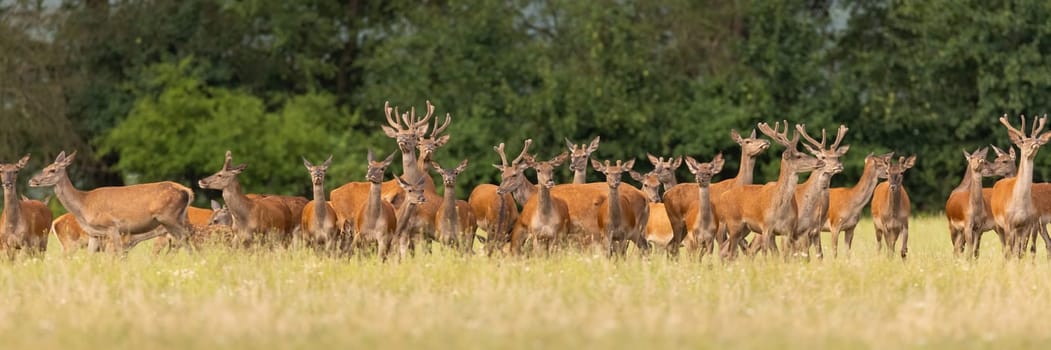 Group of red deer, cervus elaphus, looking on green field in summer. Bunch of males and females standing on grassland in panoramic shot. Many antlered mammals walking on glade.