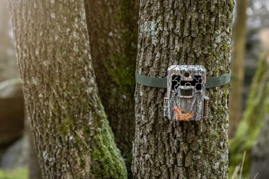 Game camera attached to a tree with strap in forest. Trailcam with infrared led and motion sensor in woodland with copy space. Wildlife monitoring device in nature.