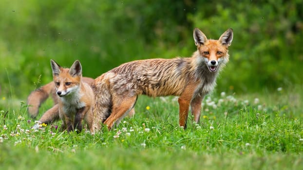 Family of red foxes, vulpes vulpes, cuddling on a green meadow with flowers. Mother wild animal together with her young cubs standing on a grass. Peaceful nature scenery.