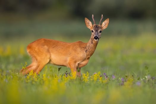 Roe deer, capreolus capreolus, looking to the camera on field in summer nature. Attentive antlered mammal standing on blossoming meadow. Roebuck staring on grassland.
