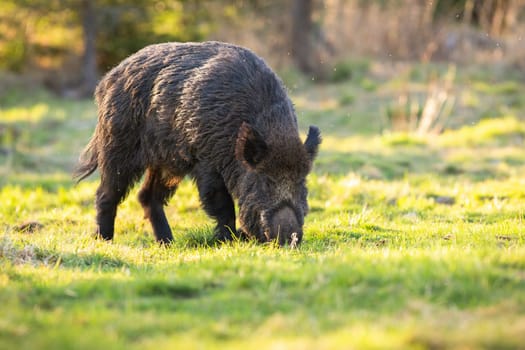 Wild boar, sus scrofa, digging with nose on ground in spring nature. Wild pig sniffing on grassland on sunlinght. Brown swine feeding on sunlit glade.