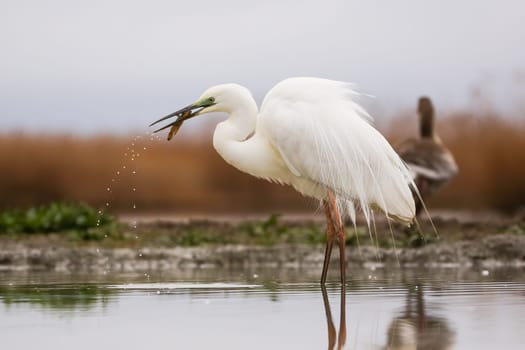 Great egret, ardea alba, fishing on wetland in springtime nature. White bird with long legs feeding fish on lake. Large winged animal standing on water.